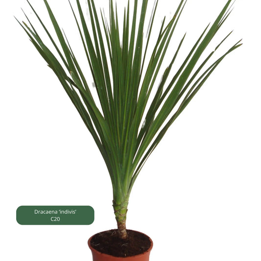 Cordiline / dracaena Plantes passion