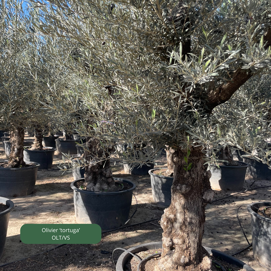 OLIVIER 'tortuga' Plantes passion