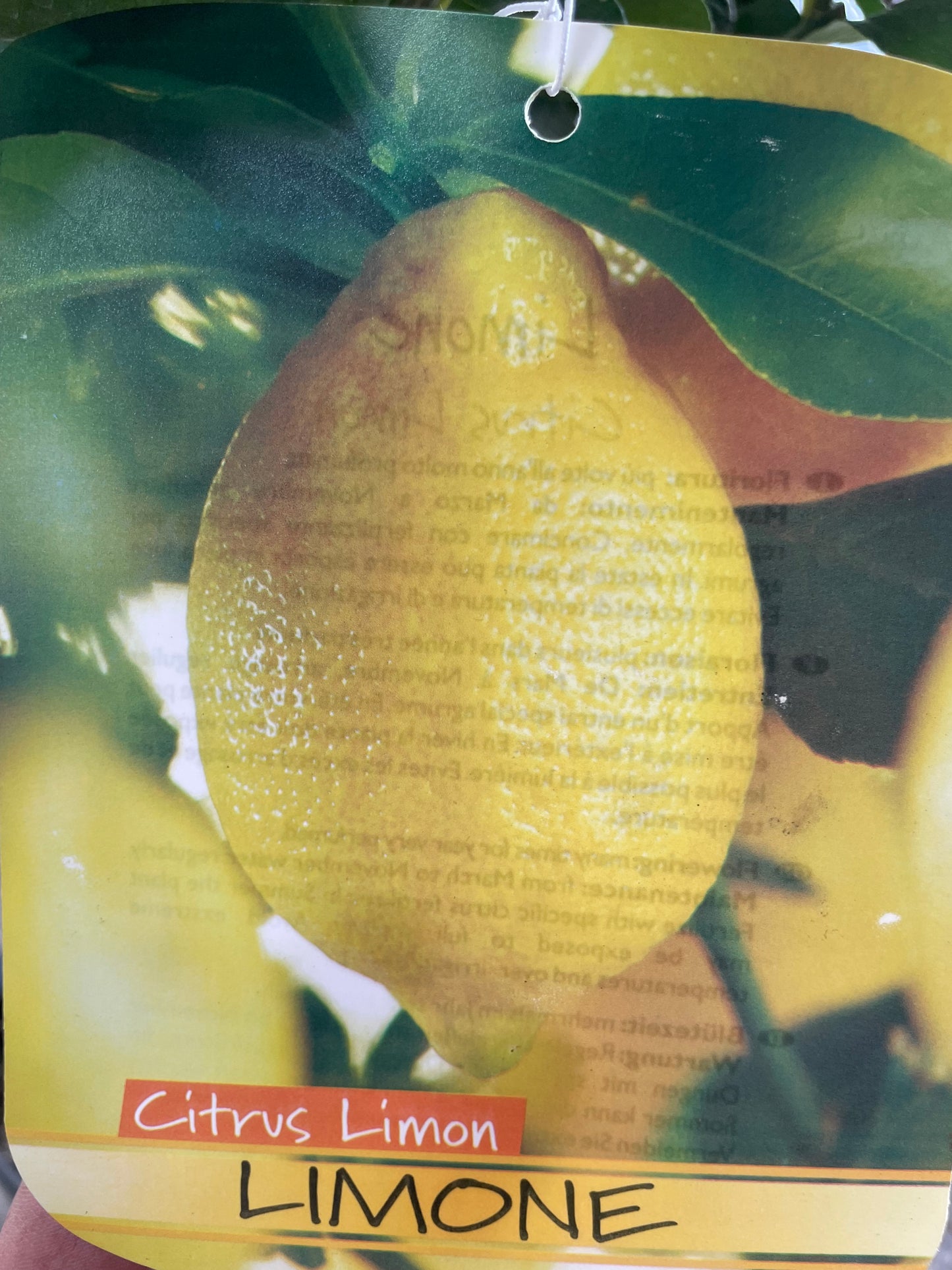 citron jaune 'quatre saison'
