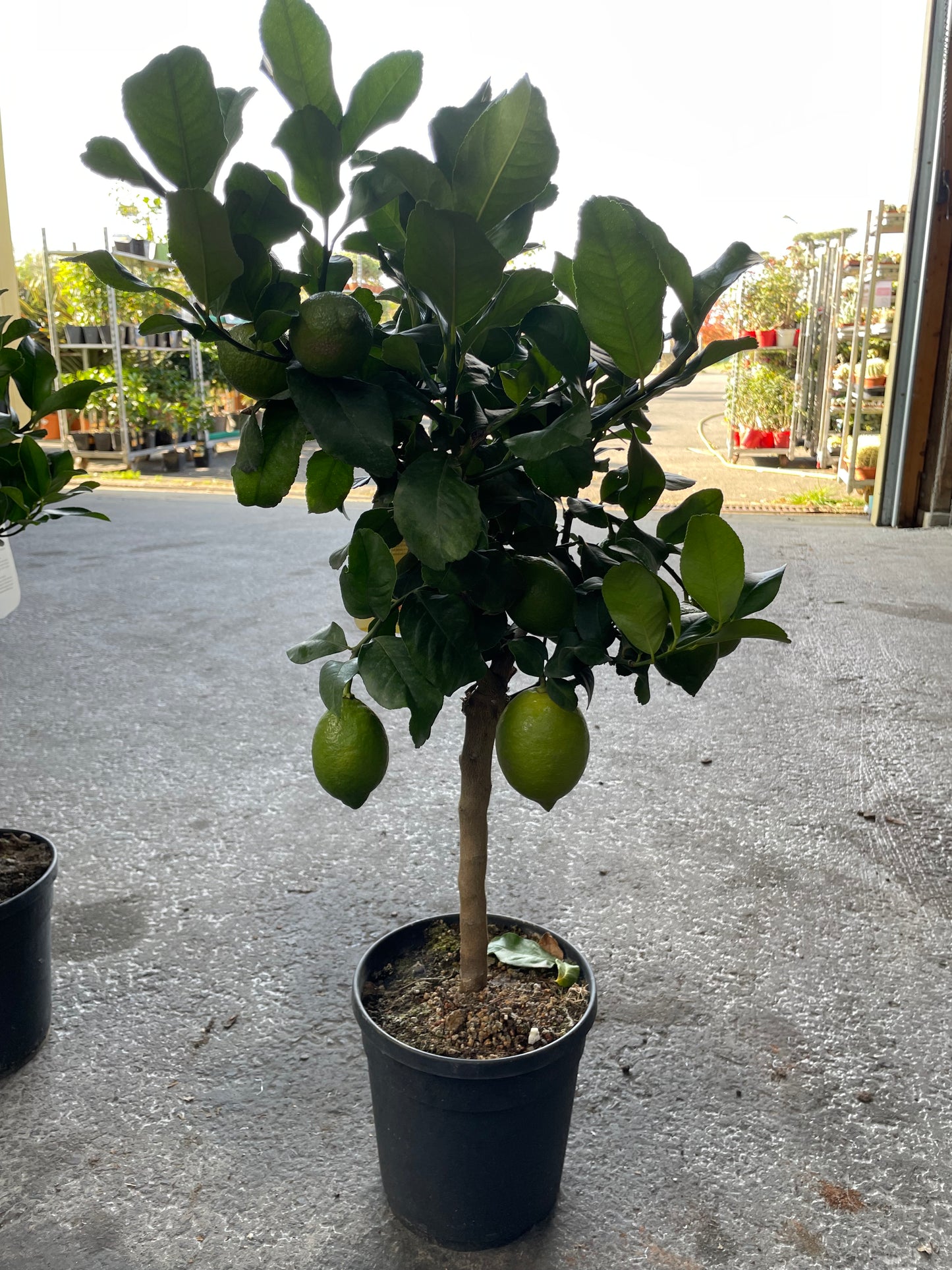 citron jaune 'quatre saison'