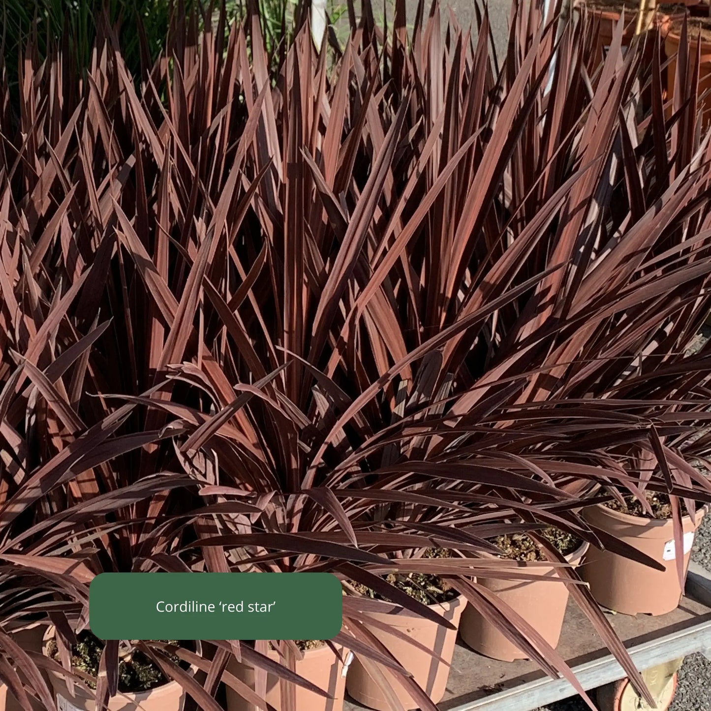 Cordiline / dracaena Plantes passion