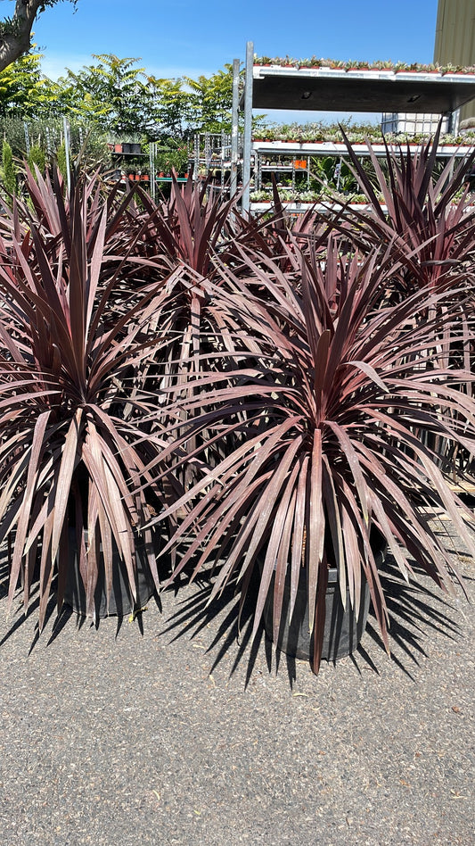 CORDILINE 'RED STAR'