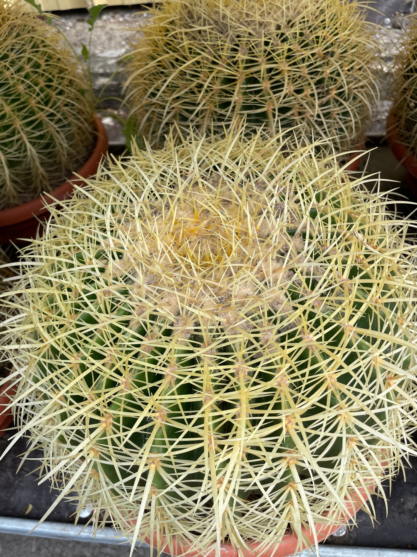 ECHINOCACTUS GRUSONII
