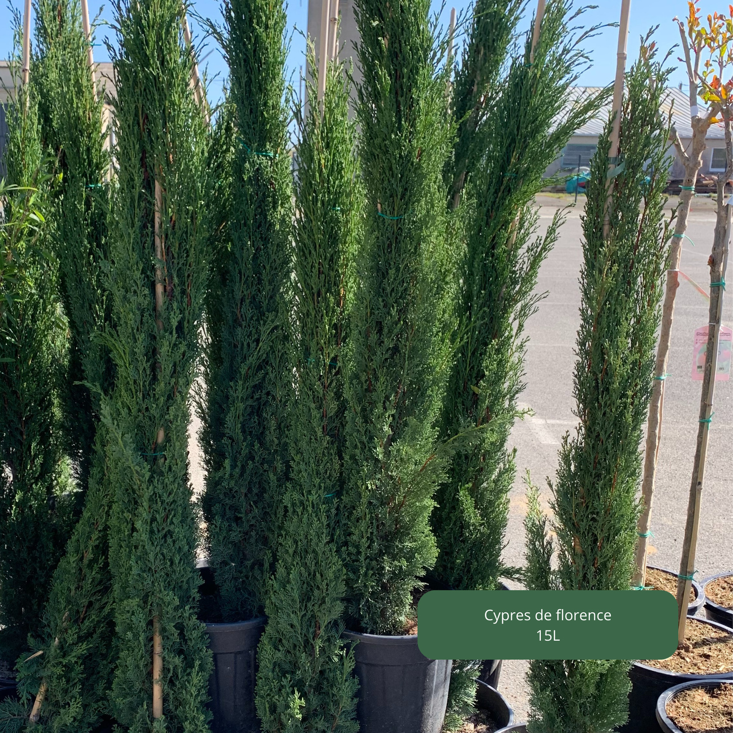 Cyprès de Florence Plantes passion