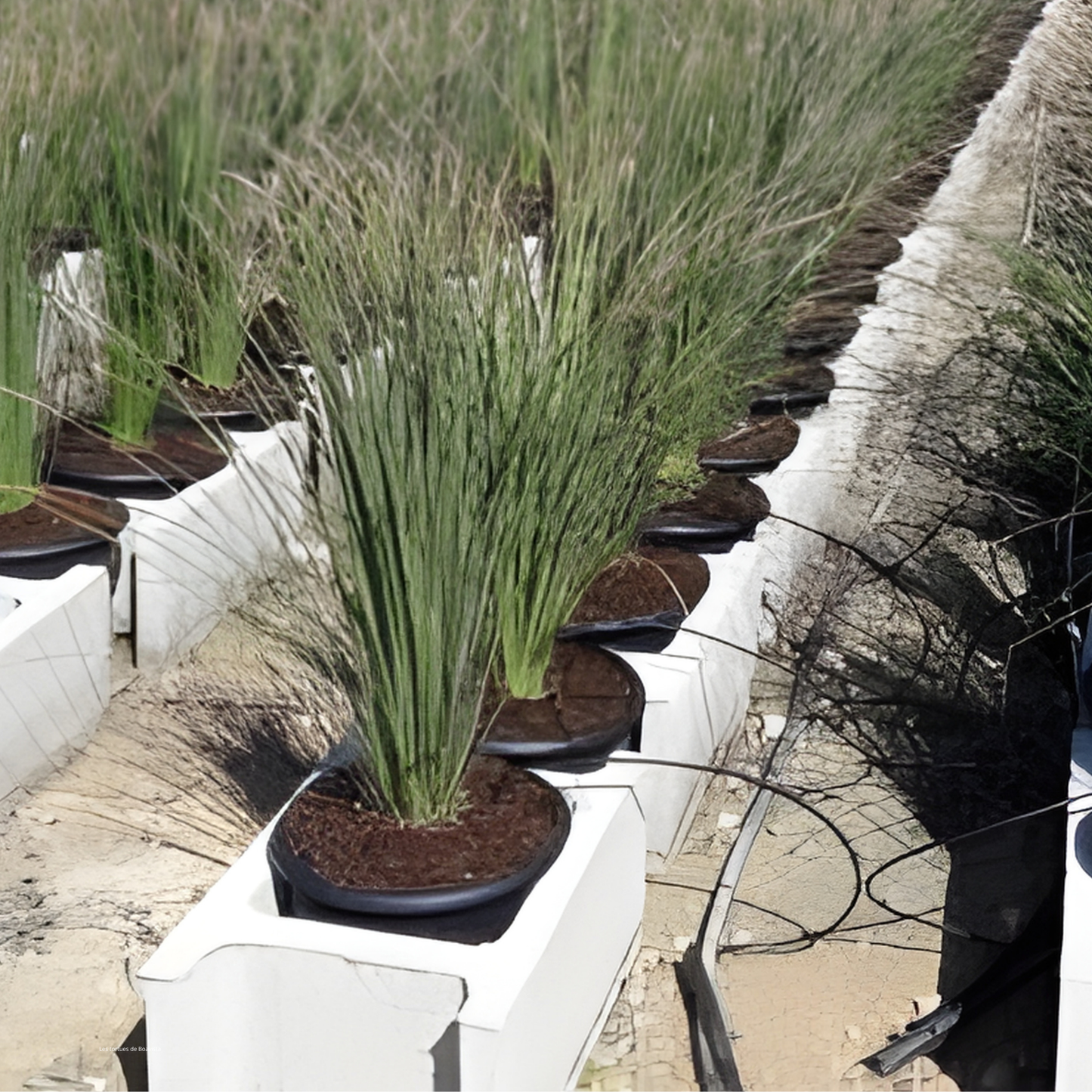 Dasylirion 'longissimum' Plantes passion