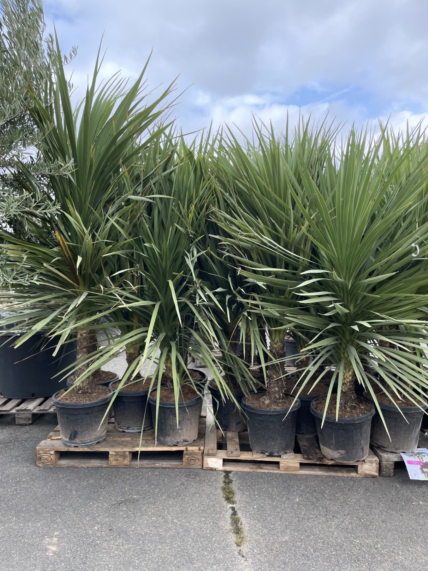 dracaena indivisa