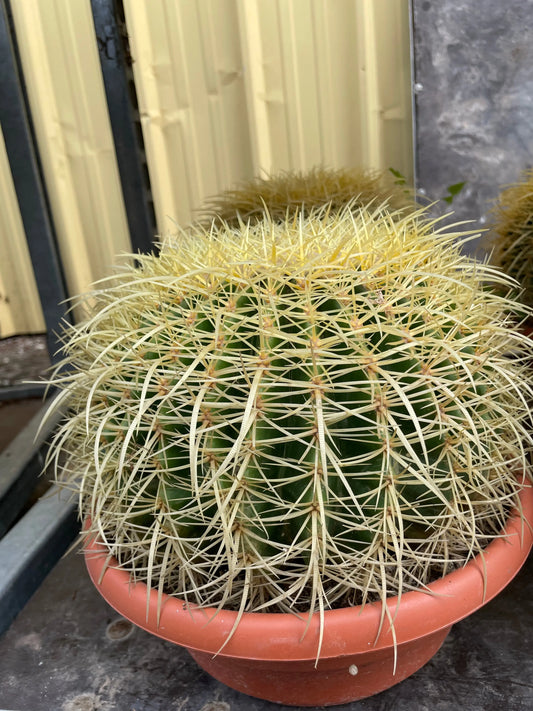 ECHINOCACTUS 'grusonii' Plantes passion