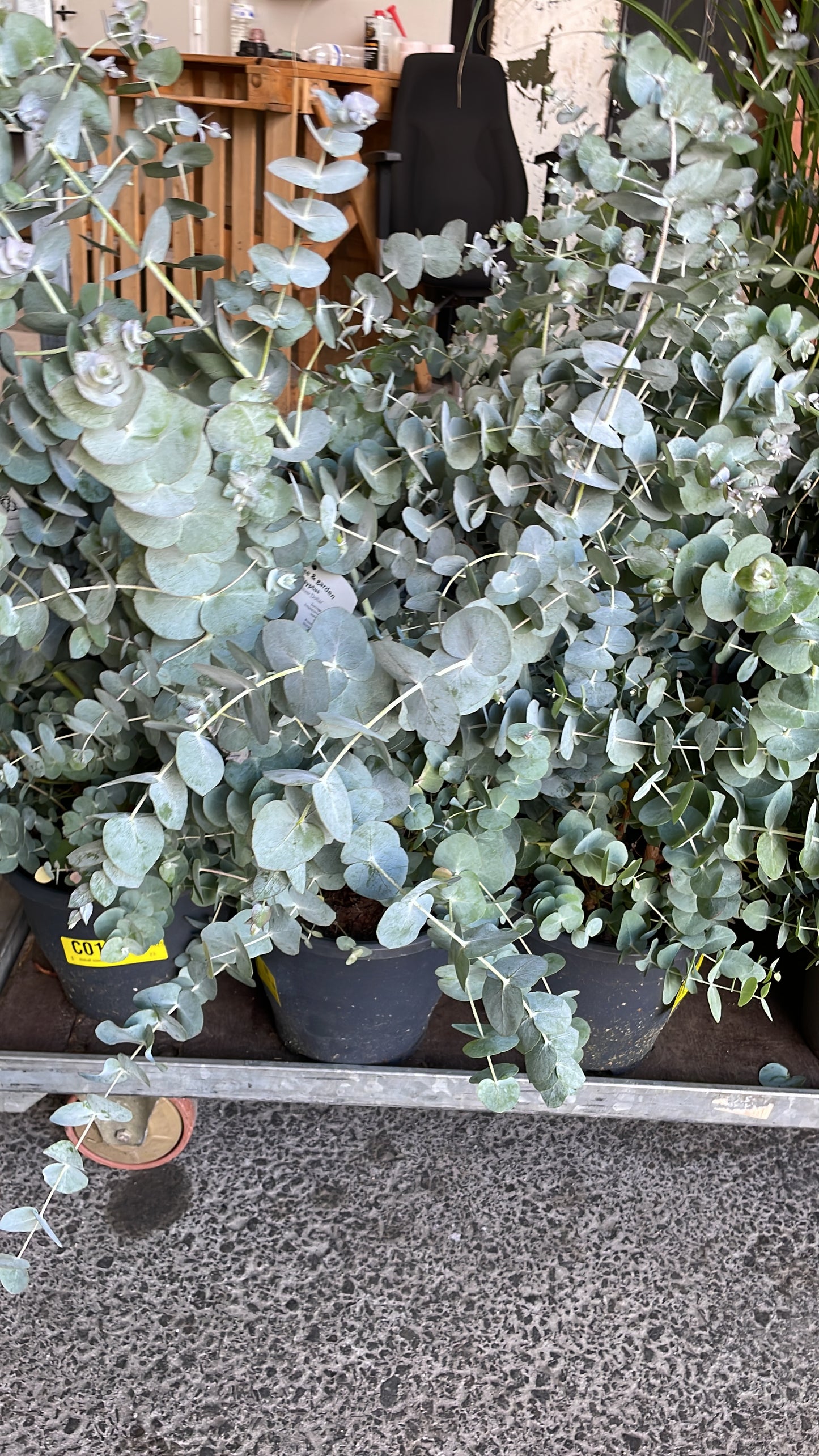 EUCALYPTUS GUNII