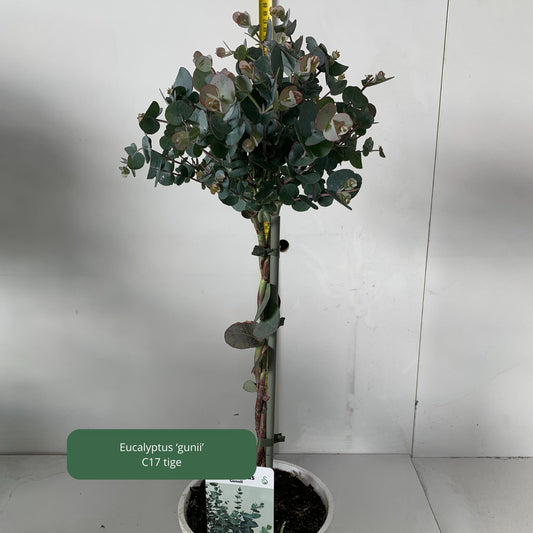 Eucalyptus 'gunii' Plantes passion