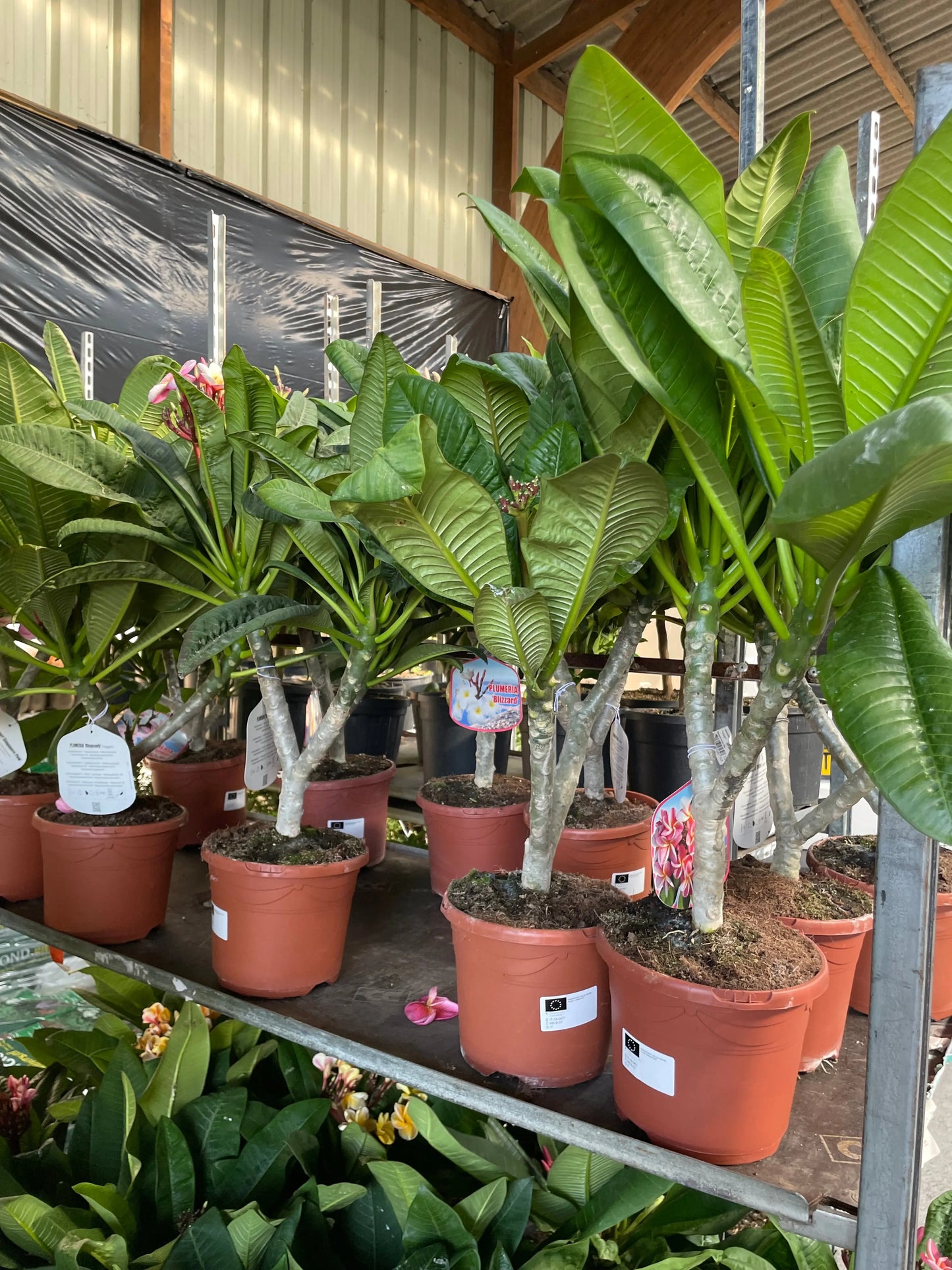 plumeria 'pizzazz' FRANGIPANNIER Plantes passion