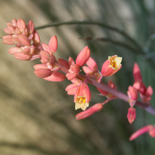 Hesperaloe 'parvifolia' Plantes passion