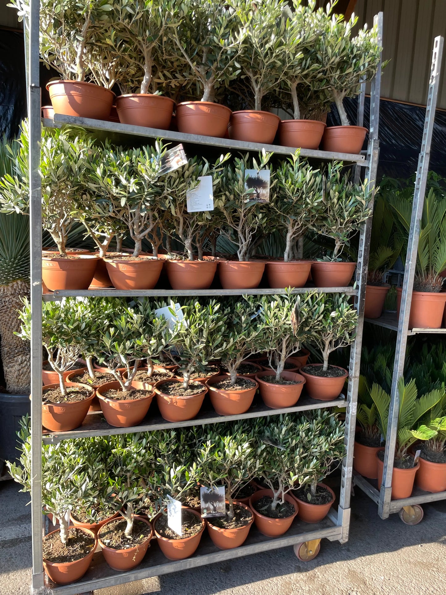 olivier bonsaï Plantes passion
