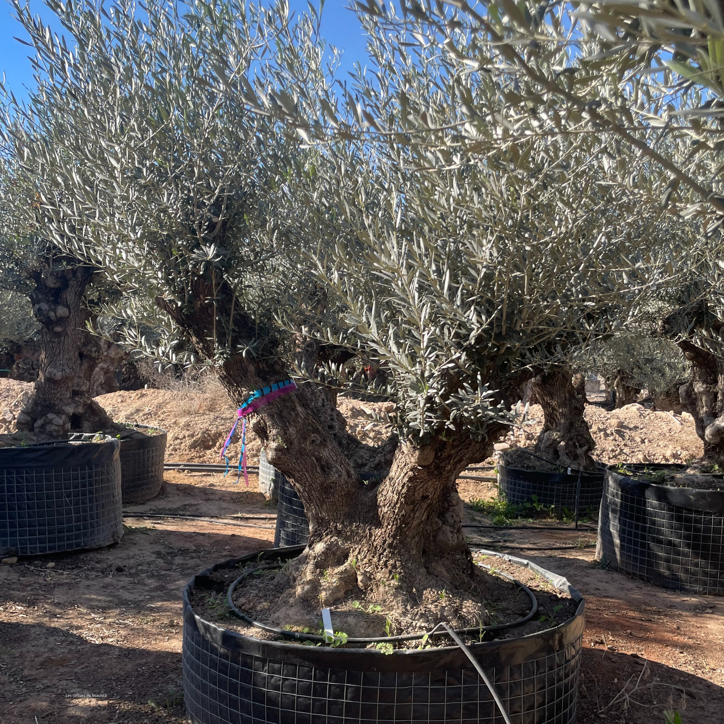 Olivier double / vieux tronc