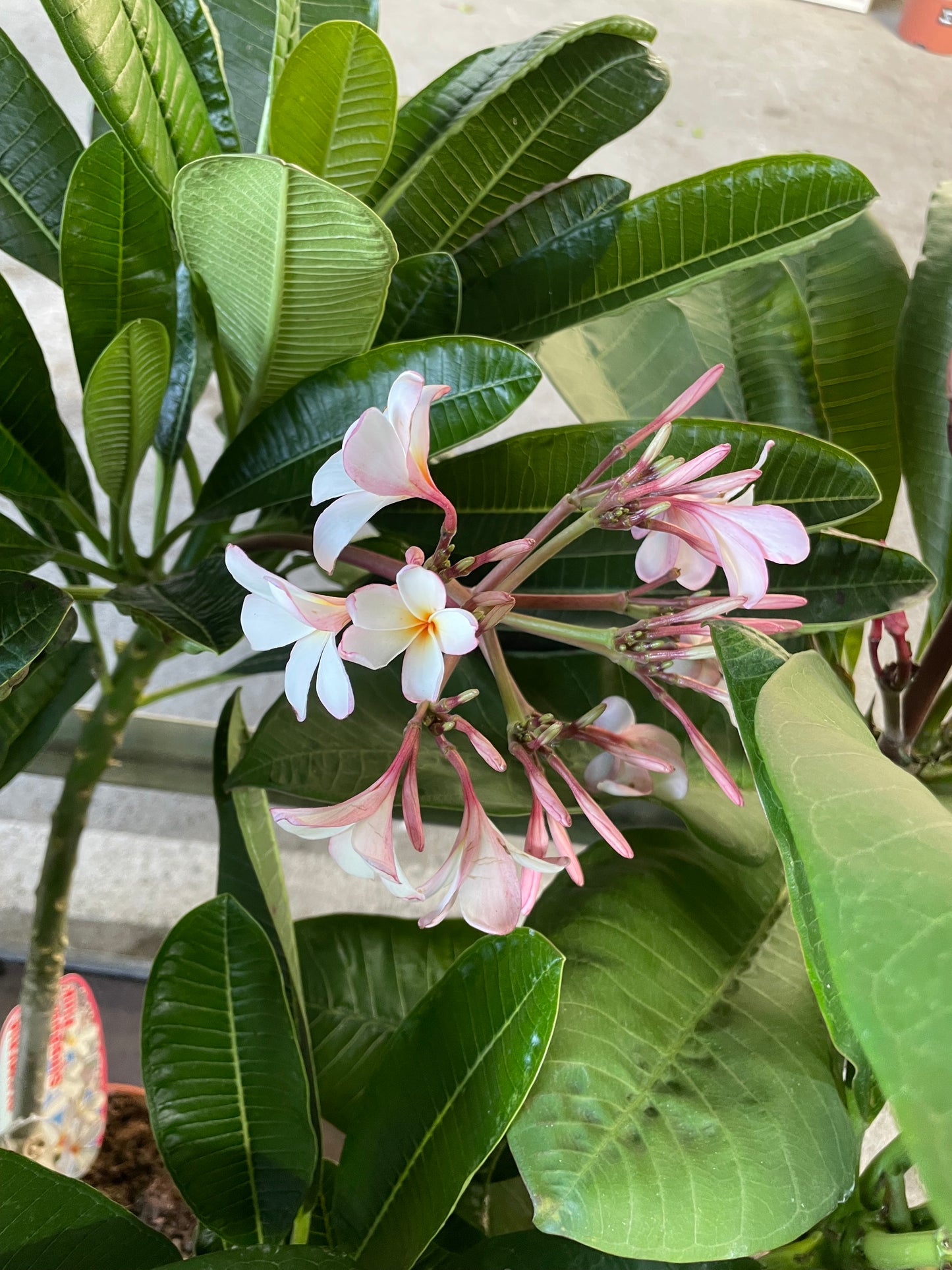 Plumeria obtusa 'dwarf singapoure pink'