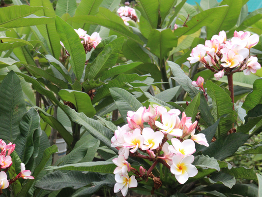 Histoire du Frangipannier