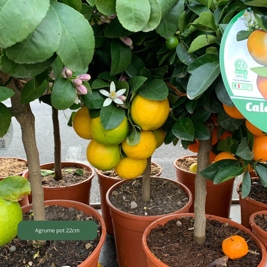 AGRUMES Plantes passion