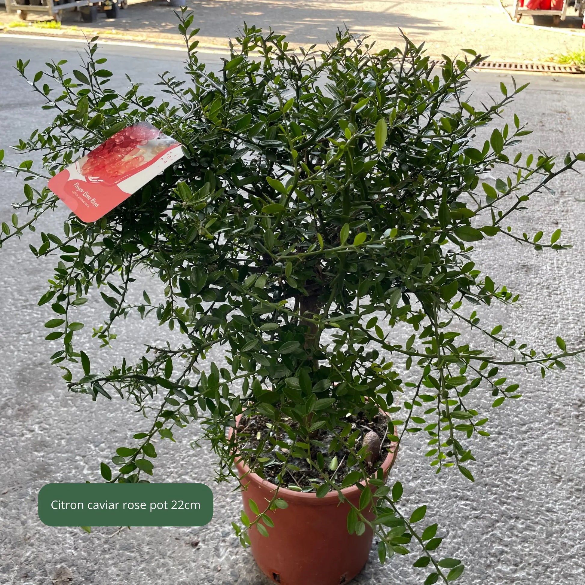 AGRUMES Plantes passion