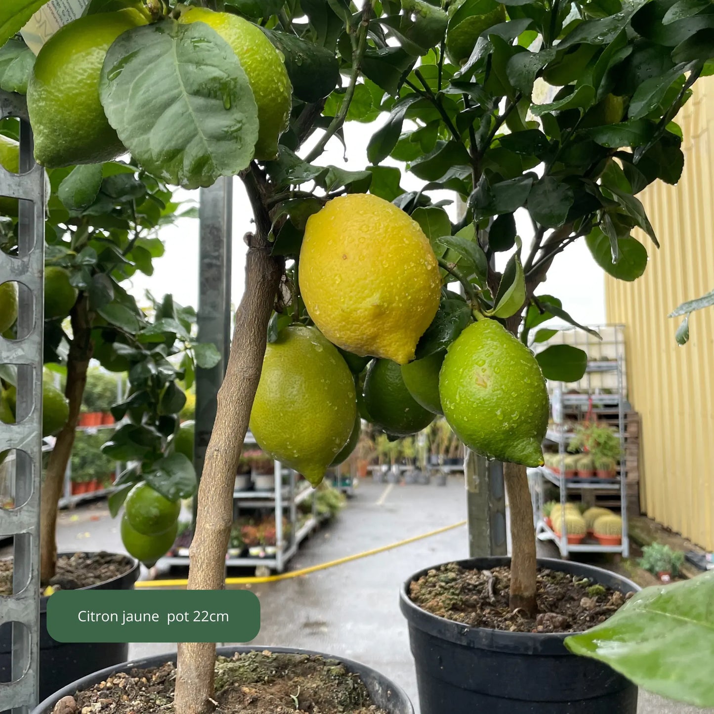 AGRUMES Plantes passion