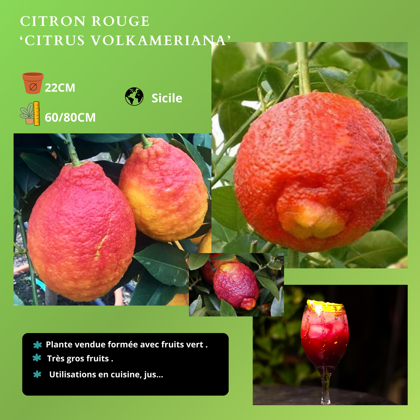 AGRUMES Plantes passion