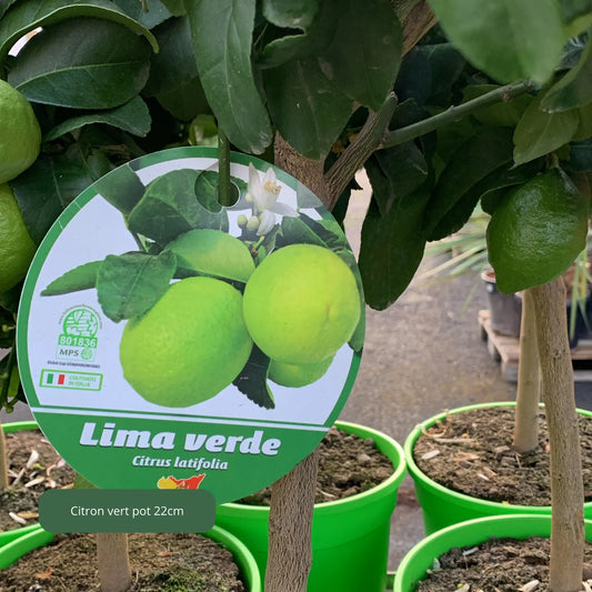 AGRUMES Plantes passion