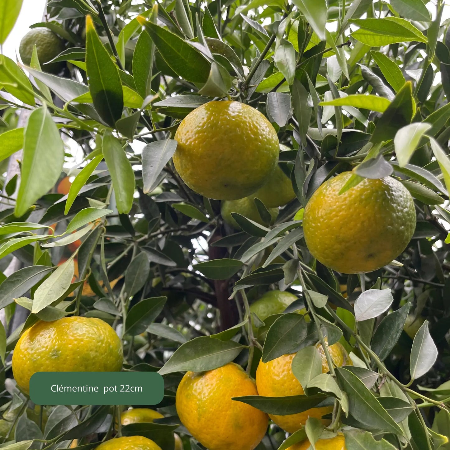 AGRUMES Plantes passion