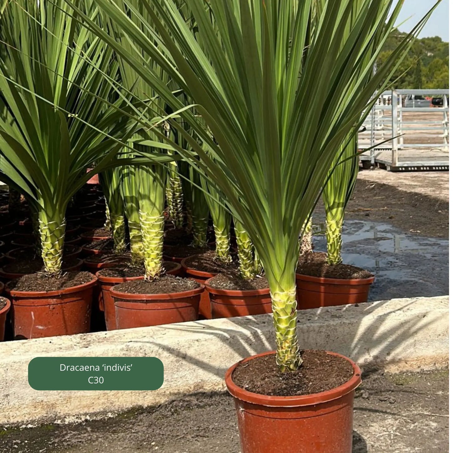 Cordiline / dracaena Plantes passion