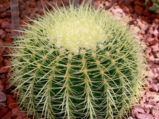ECHINOCACTUS GRUSONII