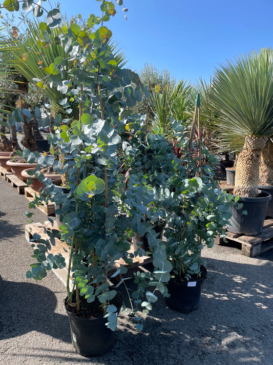 EUCALYPTUS GUNII