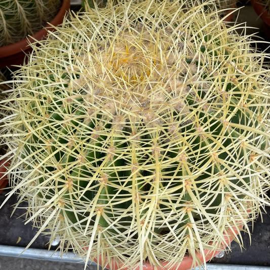 ECHINOCACTUS 'grusonii' Plantes passion