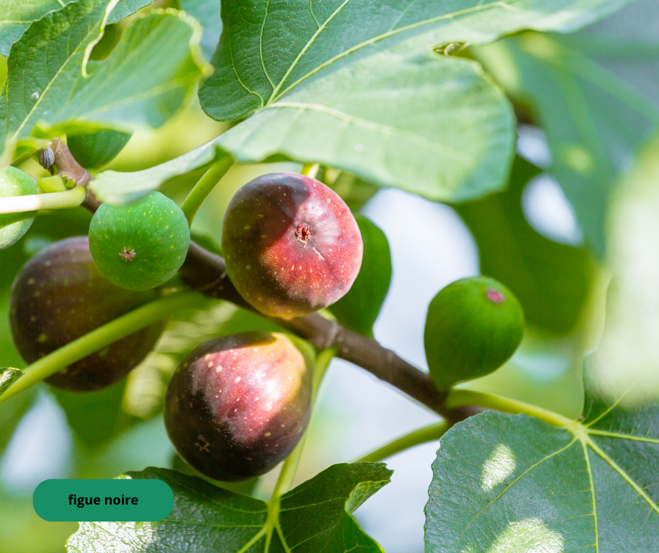 Ficus 'carica' / figuier