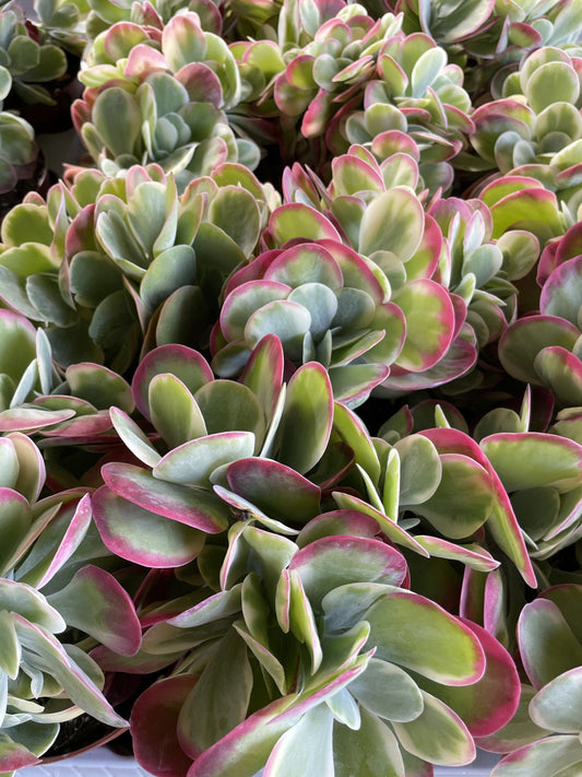KALANCHOE variegata
