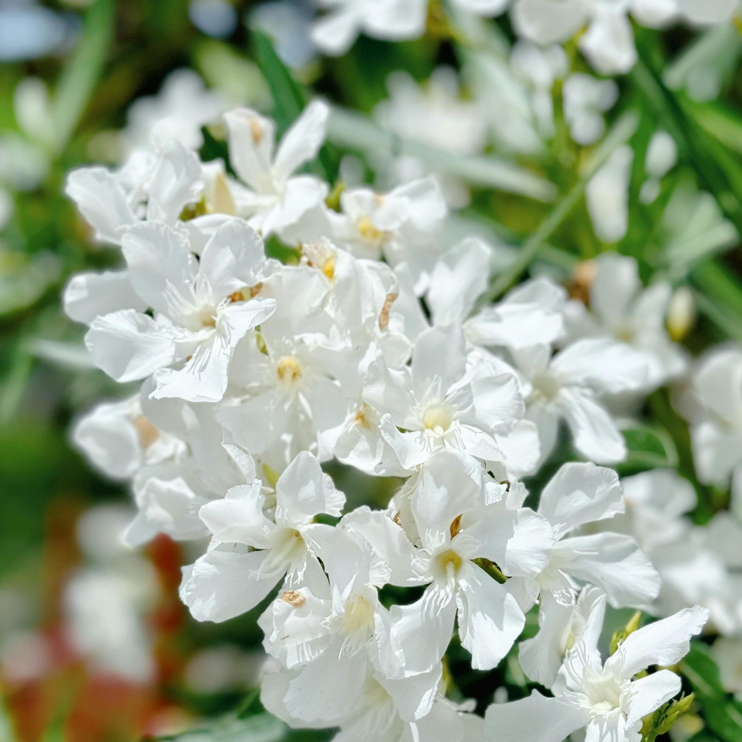 Nerium 'oleander' / Laurier rose Plantes passion