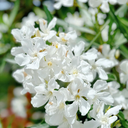 Nerium 'oleander' / Laurier rose Plantes passion