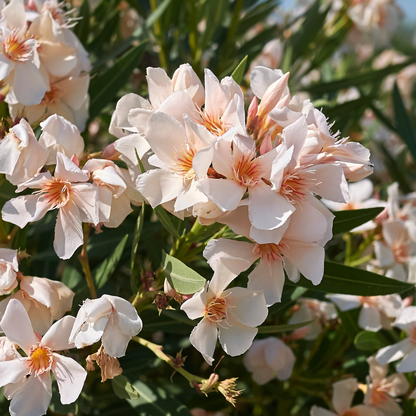 Nerium 'oleander' / Laurier rose Plantes passion