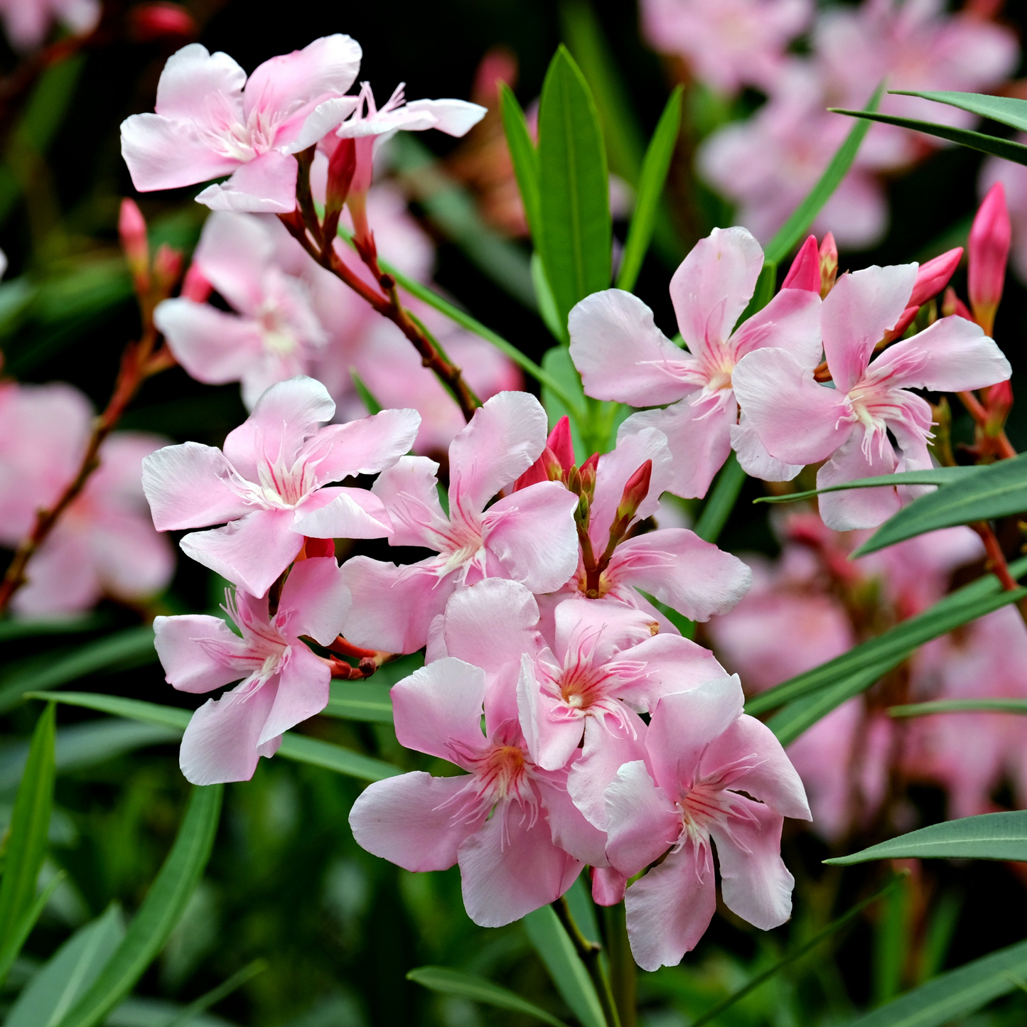 Nerium 'oleander' / Laurier rose Plantes passion