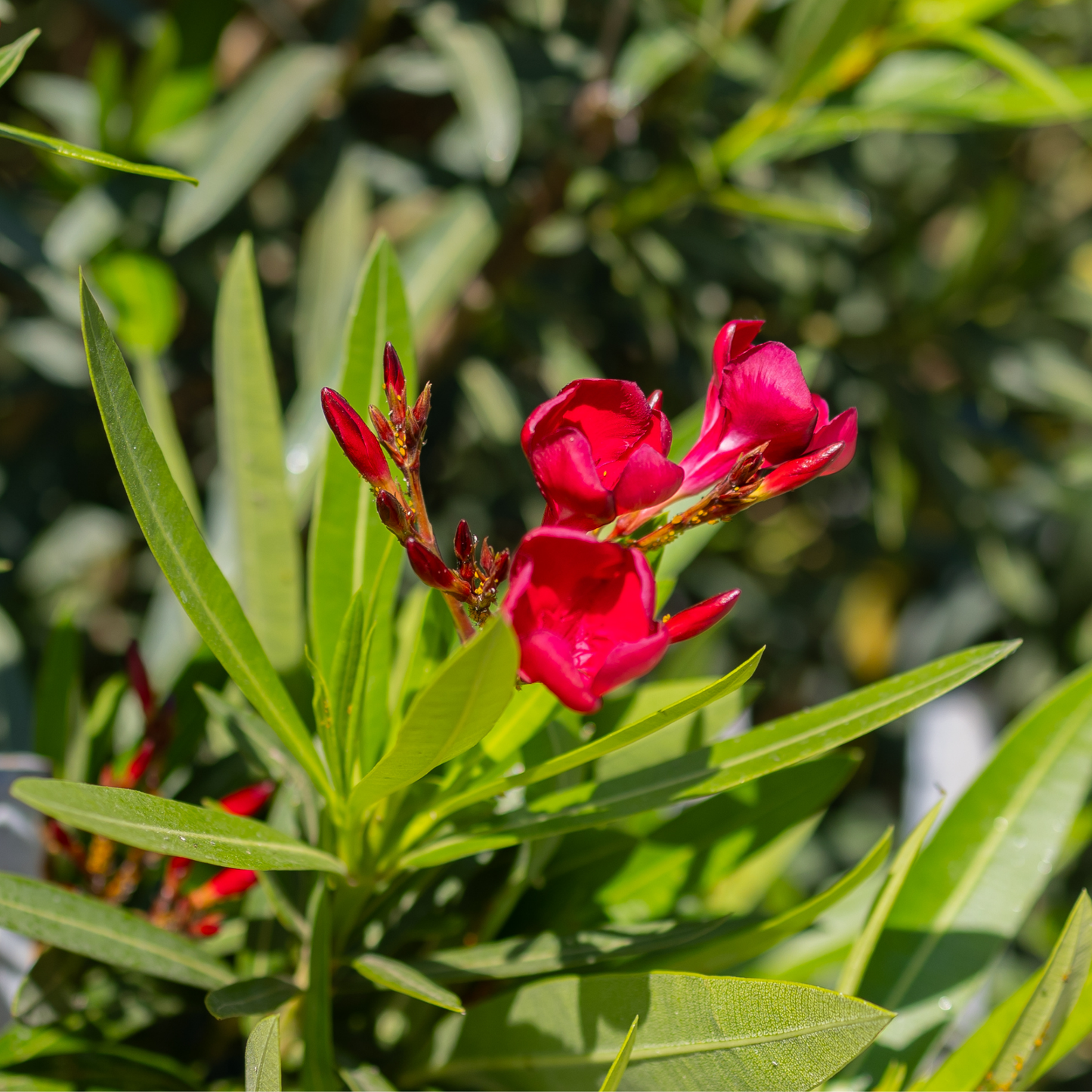Nerium 'oleander' / Laurier rose Plantes passion