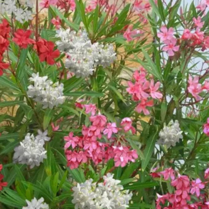Nerium 'oleander' / Laurier rose Plantes passion