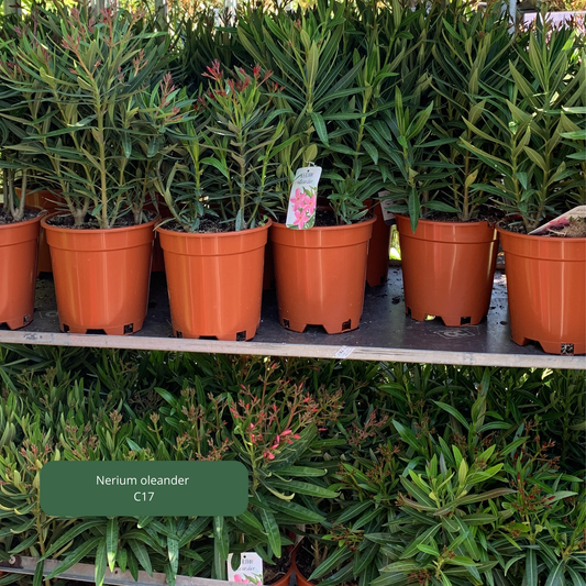 Nerium 'oleander' / Laurier rose Plantes passion