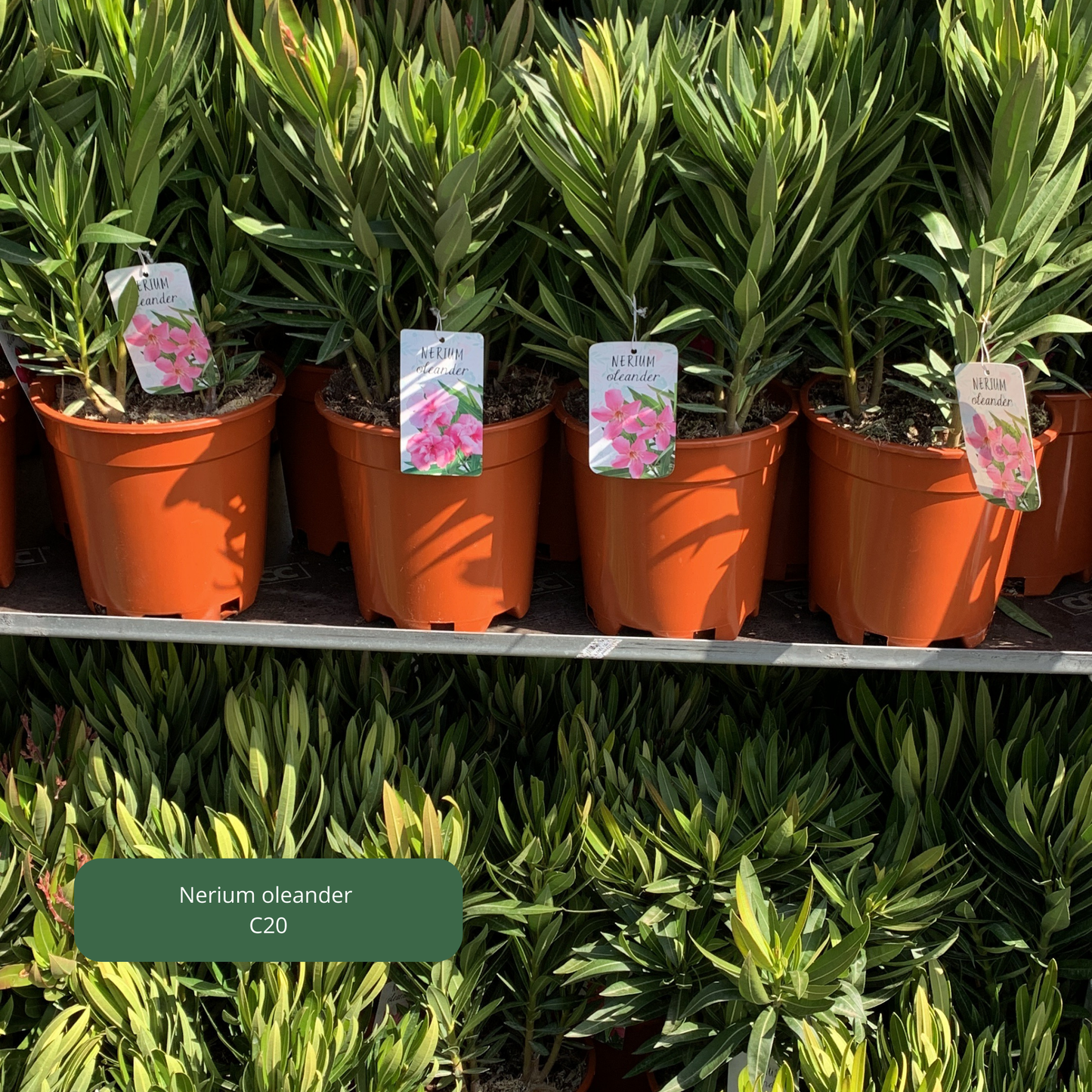 Nerium 'oleander' / Laurier rose Plantes passion