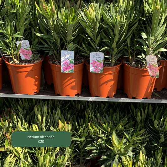 Nerium 'oleander' / Laurier rose Plantes passion