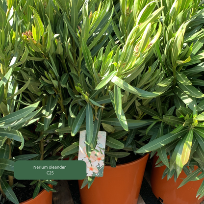 Nerium 'oleander' / Laurier rose Plantes passion