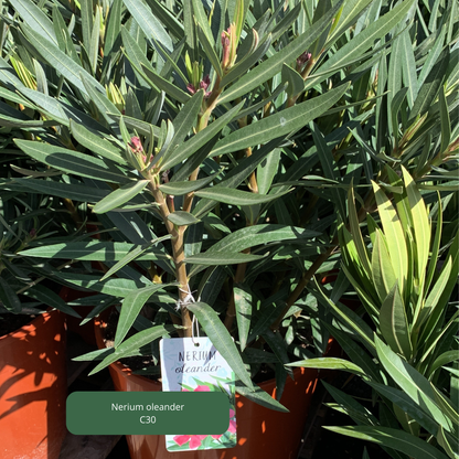 Nerium 'oleander' / Laurier rose Plantes passion