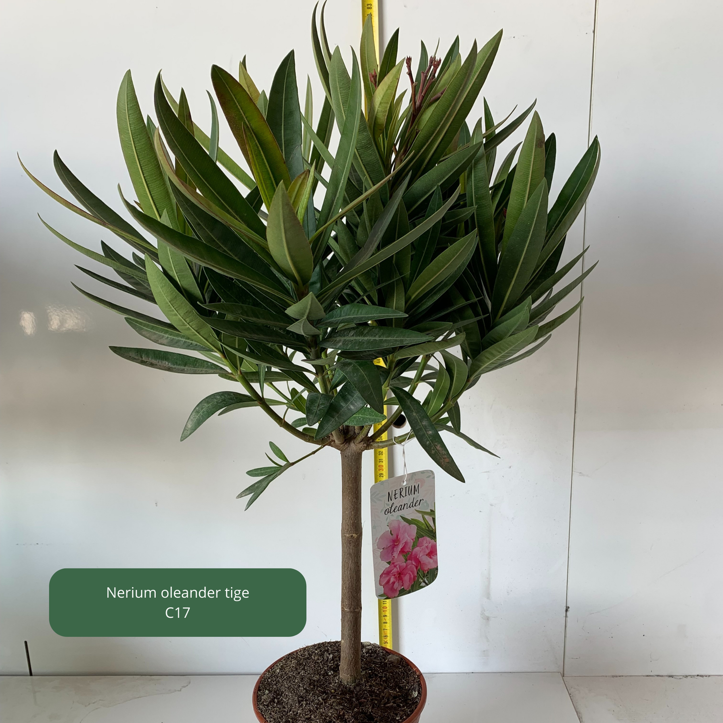 Nerium 'oleander' / Laurier rose Plantes passion