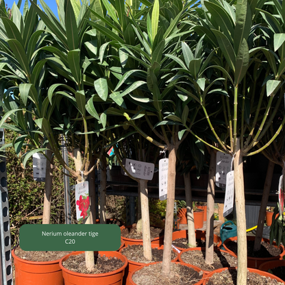 Nerium 'oleander' / Laurier rose Plantes passion