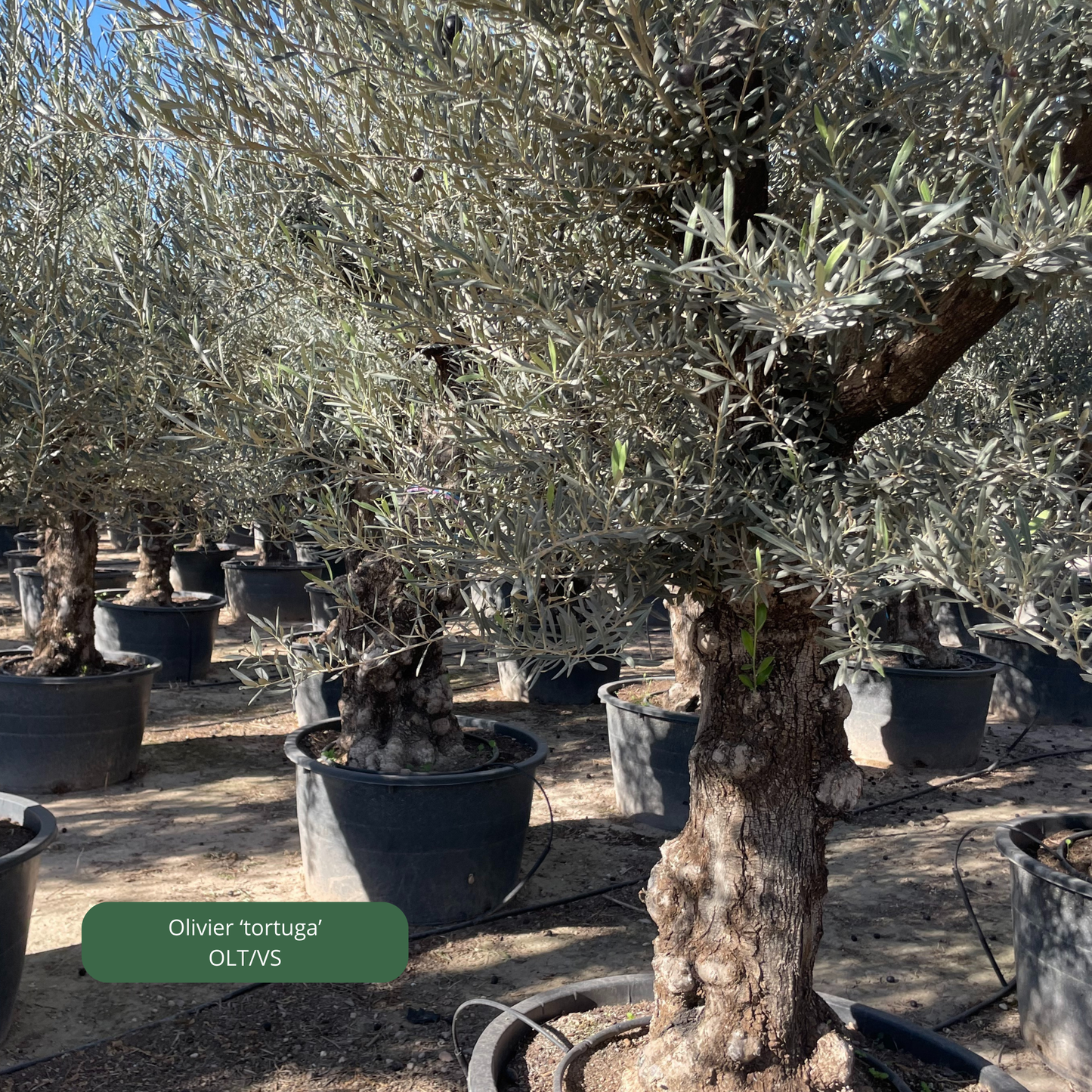 OLIVIER 'tortuga' Plantes passion