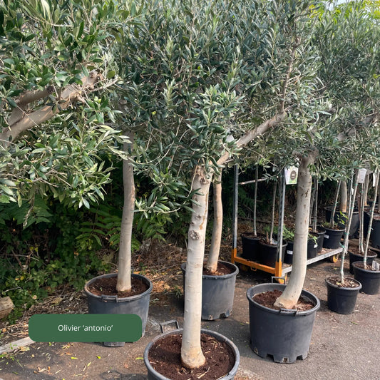 OLIVIER "Antonio" Plantes passion