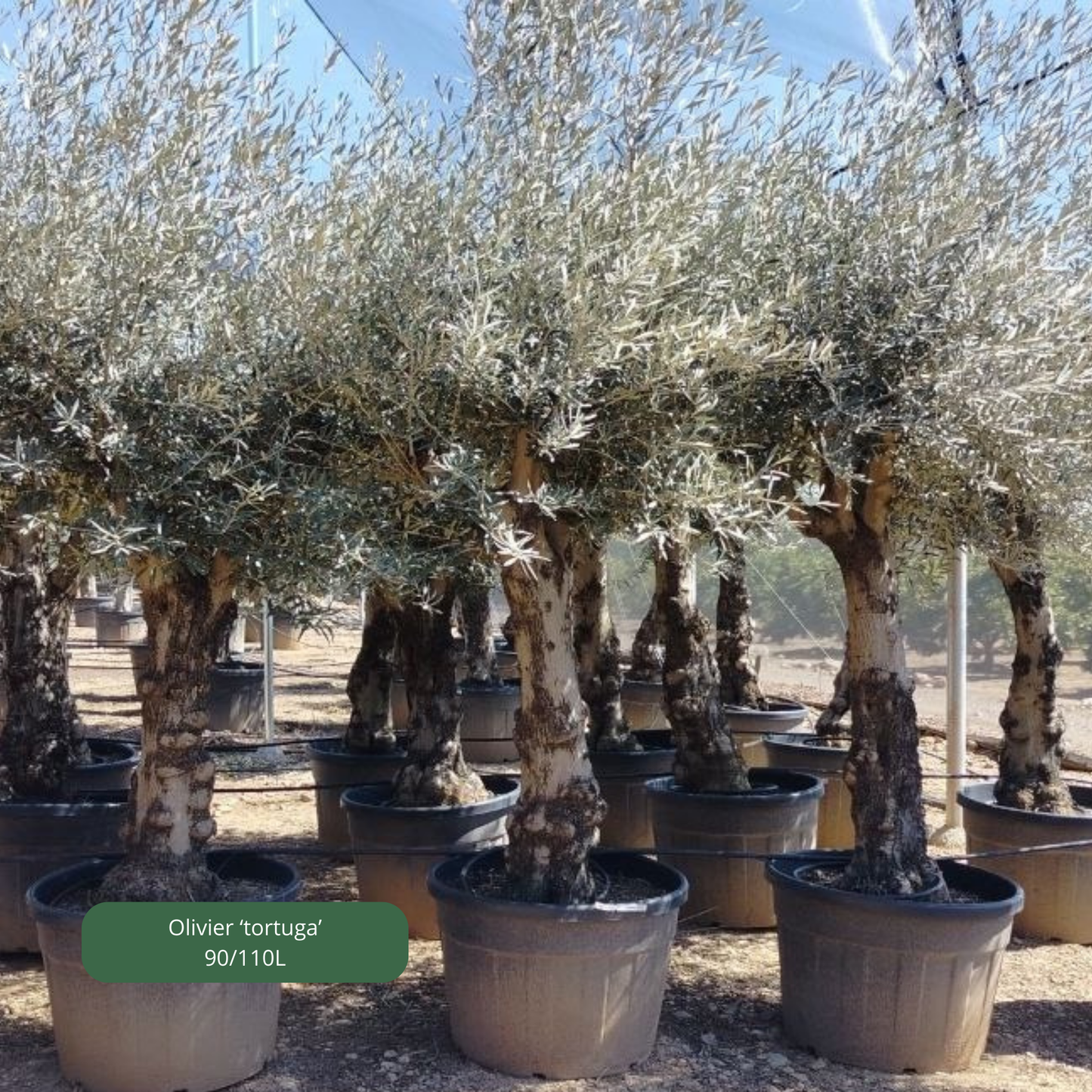 OLIVIER 'tortuga' Plantes passion