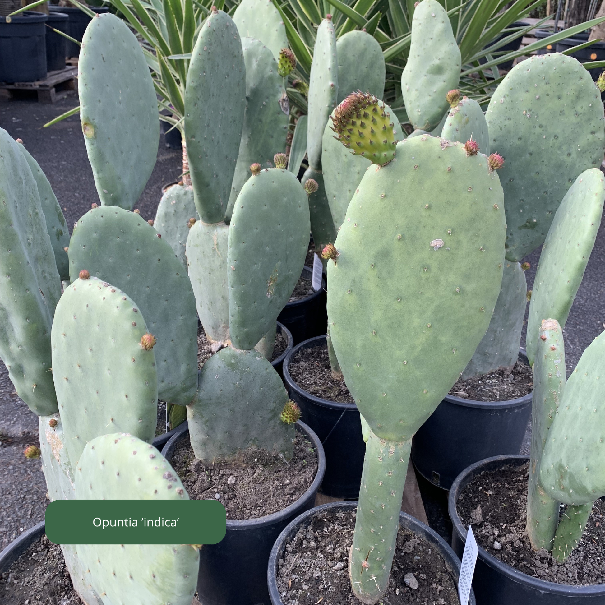 Opuntia ' indica' Plantes passion