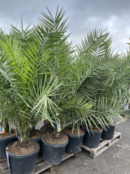 PHOENIX CANARIENSIS