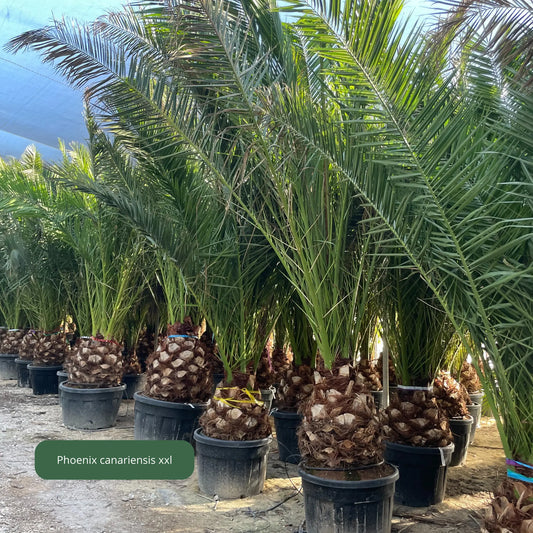 PHOENIX CANARIENSIS Plantes passion